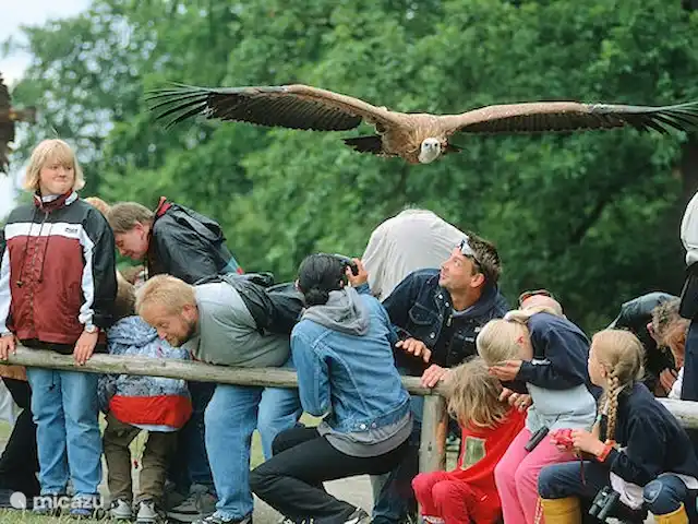 Location de Vacances Allemagne, Sauerland, Frankenau, maison de vacances - Bienvenue : maison de luxe, sauna privé Parc animalier sur l'Edersee avec un beau spectacle d'oiseaux.