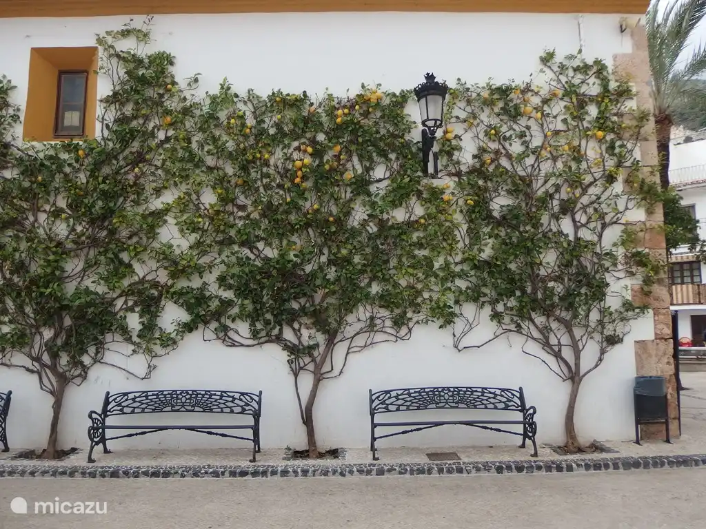 Wand mit Zitrusfrüchten in Ojen