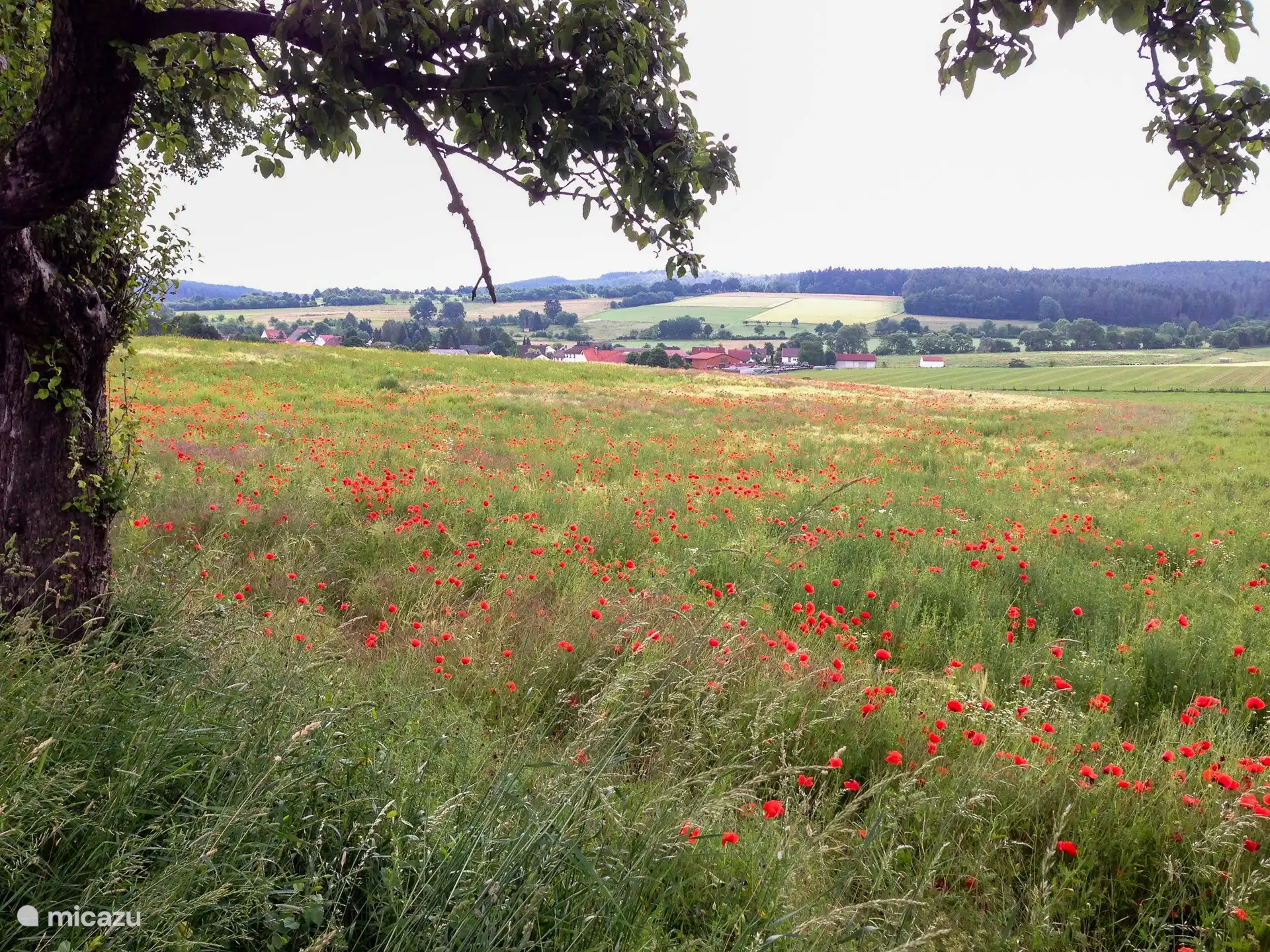 Endlose Spaziergänge durch die Felder und Wälder direkt vom Garten aus.