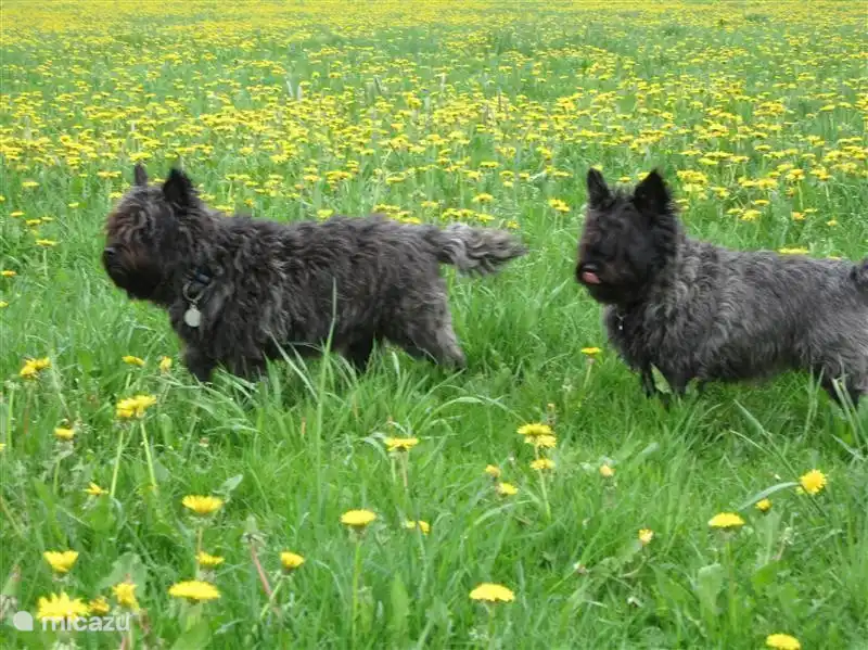 hervorragend für Wander Mensch und Hund