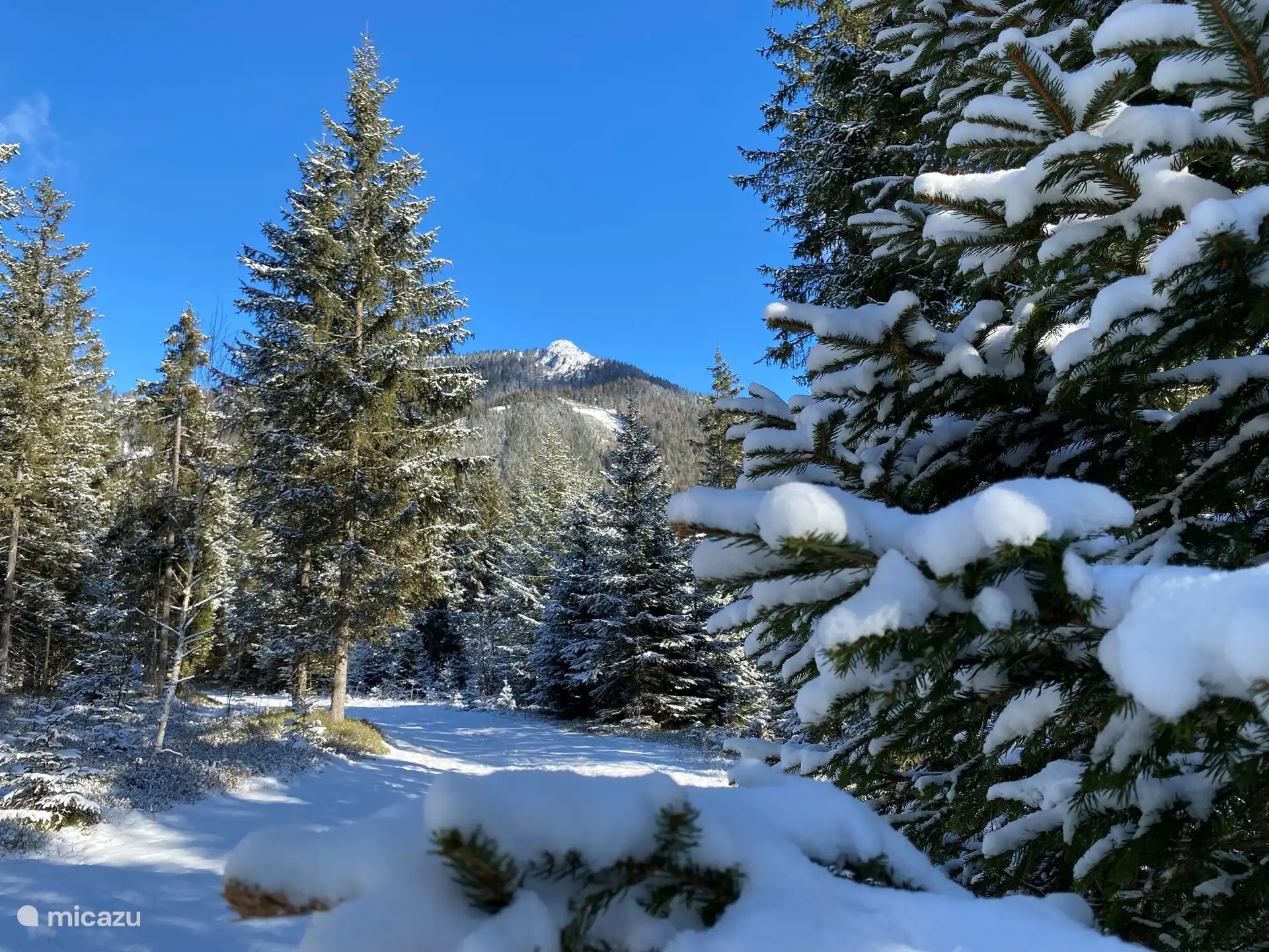 Wald beim Chalet Edelweiss