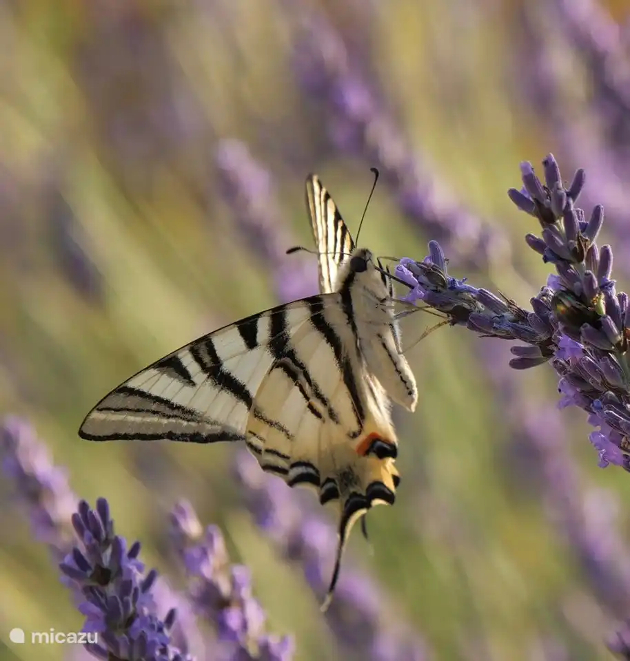 Schmetterling, dem man oft auf dem Lavendel begegnet