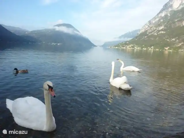 Location de Vacances Italie, Lacs italiens , Porlezza, chalet - Chalet à 50 mètres du lac de Lugano Le lac