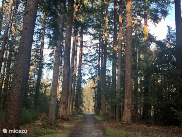 L'usine du sommeil | Pays-Bas, Gueldre, Teuge - maison de vacances Marcher dans la nature