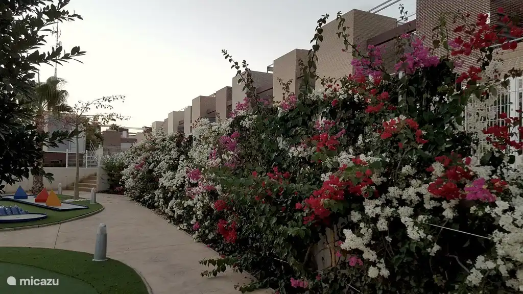 Esplendor de flores.