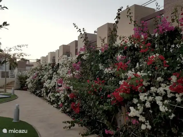 Varudi 4.17 | Espagne, Costa Blanca, Torrevieja - penthouse Splendeur florale.