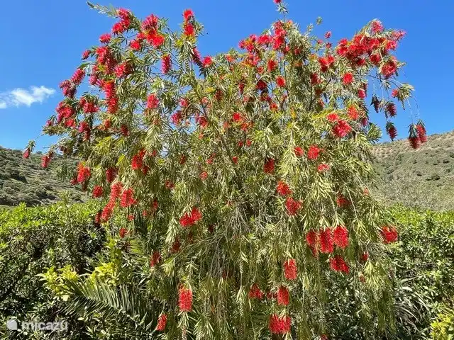 Chaque saison, il y a de belles plantes en fleurs dans le jardin.
