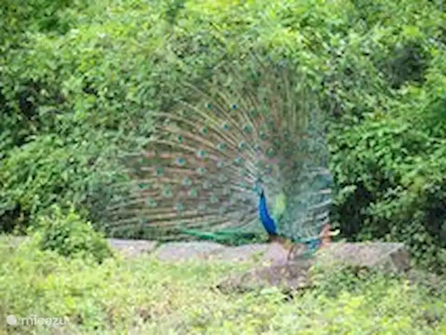 Location de Vacances Sri Lanka, Sud, Habaraduwa, villa - Maison de vacances Meepe Beau paon