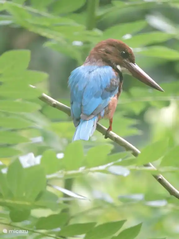 Vögel beobachten !!