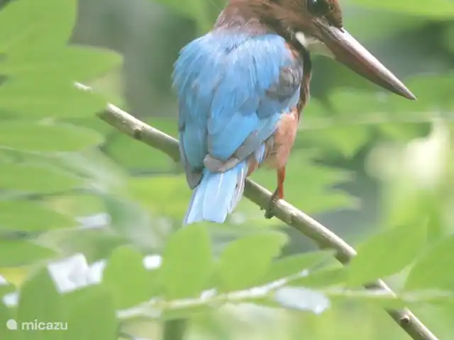 Location de Vacances Sri Lanka, Sud, Habaraduwa, villa - Maison de vacances Meepe Observation des oiseaux !!