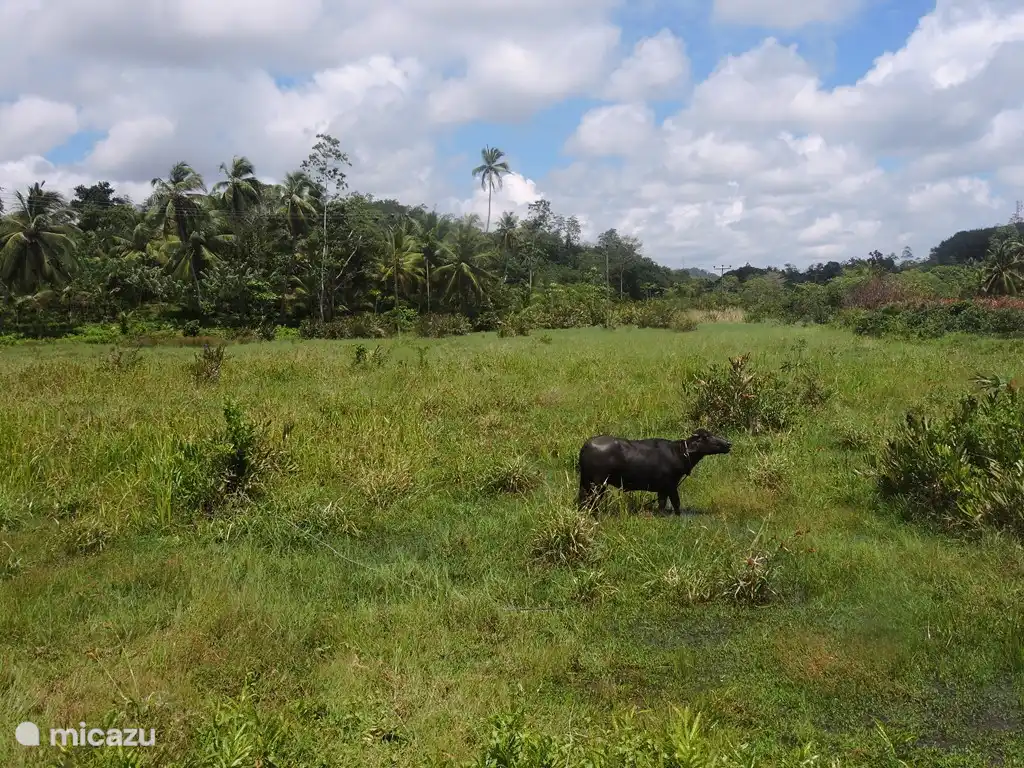 Radfahren entlang der Reisfelder