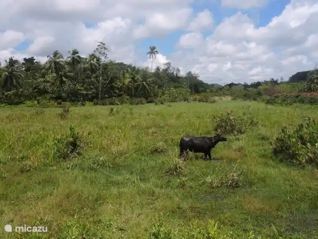 Location de Vacances Sri Lanka, Sud, Habaraduwa, villa - Maison de vacances Meepe Pédaler le long des rizières