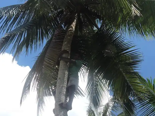 Location de Vacances Sri Lanka, Sud, Habaraduwa, villa - Maison de vacances Meepe des palmiers dans votre propre jardin !