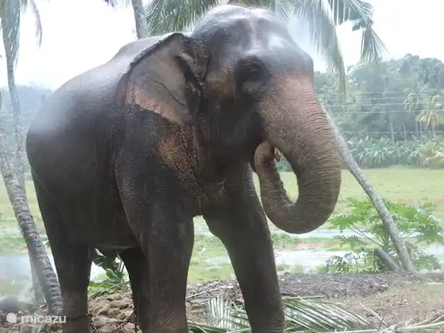 Location de Vacances Sri Lanka, Sud, Habaraduwa, villa - Maison de vacances Meepe Éléphants au temple