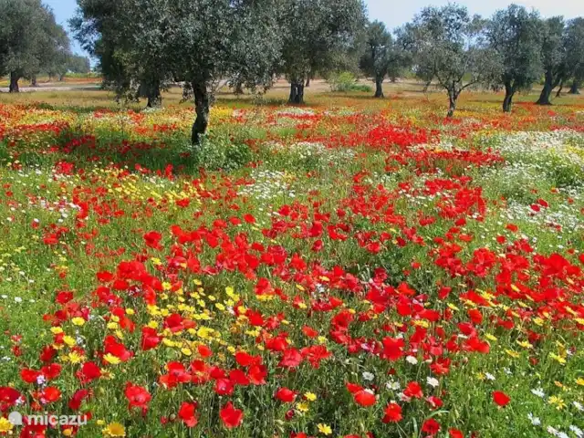 Al-Gelsomoro | Italie, Pouilles (Puglia), Lecce - villa Salento, les couleurs du printemps