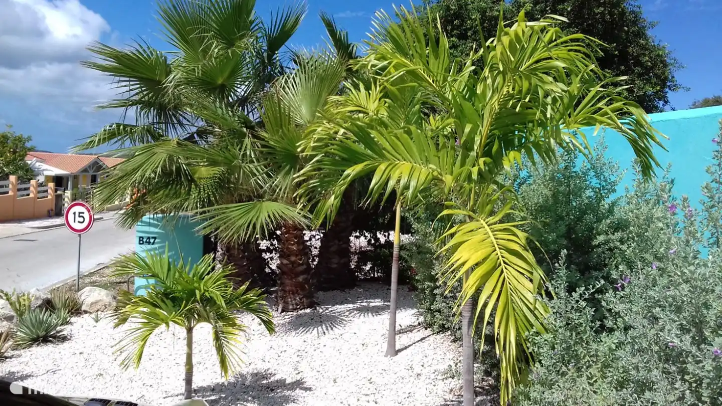 Die Palmen am Pool bieten viel Privatsphäre.