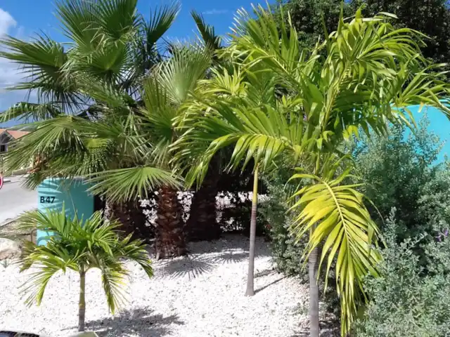 Cas Bon Bini - avec piscine | Curaçao, Banda Abou (ouest), Fontein - villa Les palmiers au bord de la piscine offrent beaucoup d'intimité.