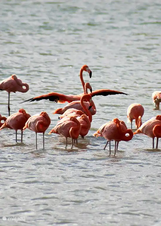 Flamingos bei Jan Kok, ca. 4 km vom Haus entfernt.