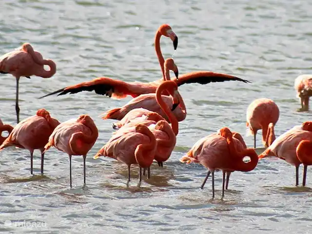 Cas Bon Bini - avec piscine | Curaçao, Banda Abou (ouest), Fontein - villa Flamants roses à Jan Kok, à environ 4 km de la maison.