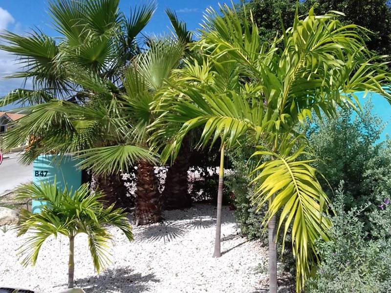 Ferienwohnung Curaçao, Banda Abou (West), Fontein Villa Cas Bon Bini - Ferienhaus mit Pool