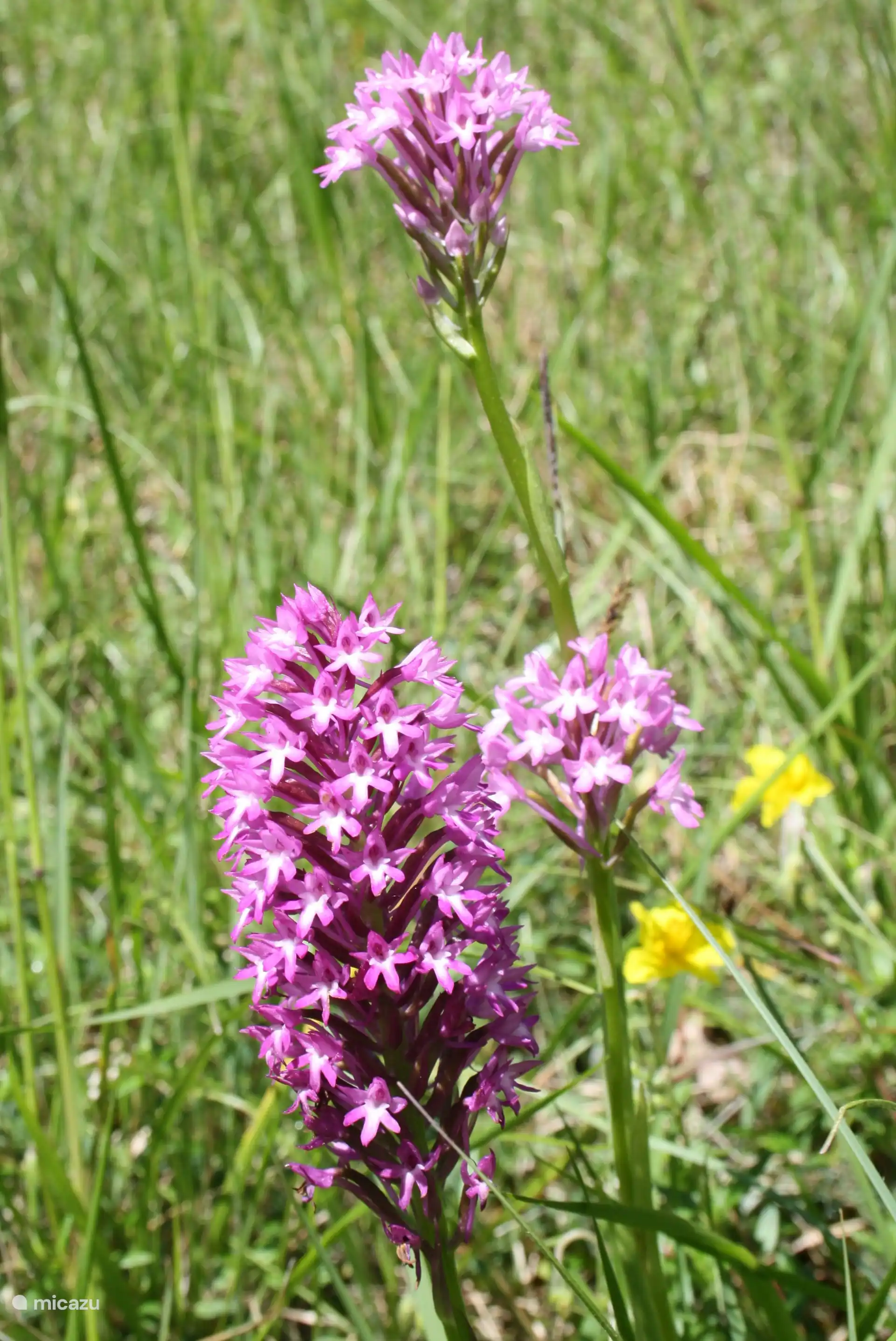 8 Types of orchids on our property