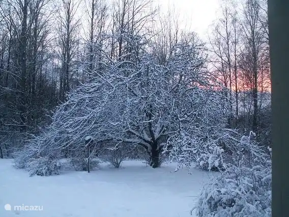 Der Apfelbaum im Winter. Im Sommer kann es gepflückt werden!