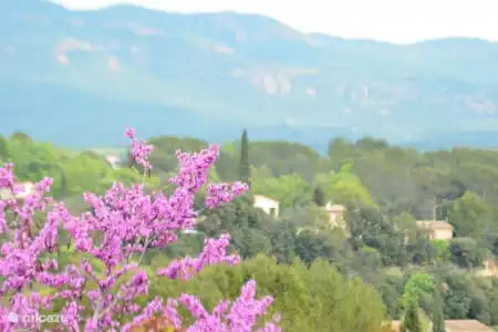 Vakantiehuis Frankrijk, Provence, Draguignan villa Rosalinde -