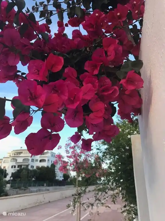 Flowers on the way to the beach