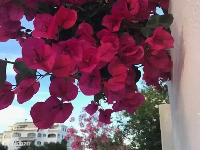 Casa Fieno huren in Spanje, Costa Blanca, Jávea - appartement Flowers on the way to the beach