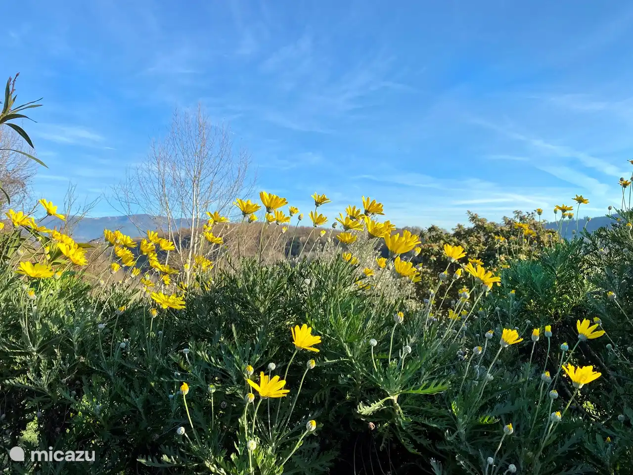 Margaritas en el paisaje invernal