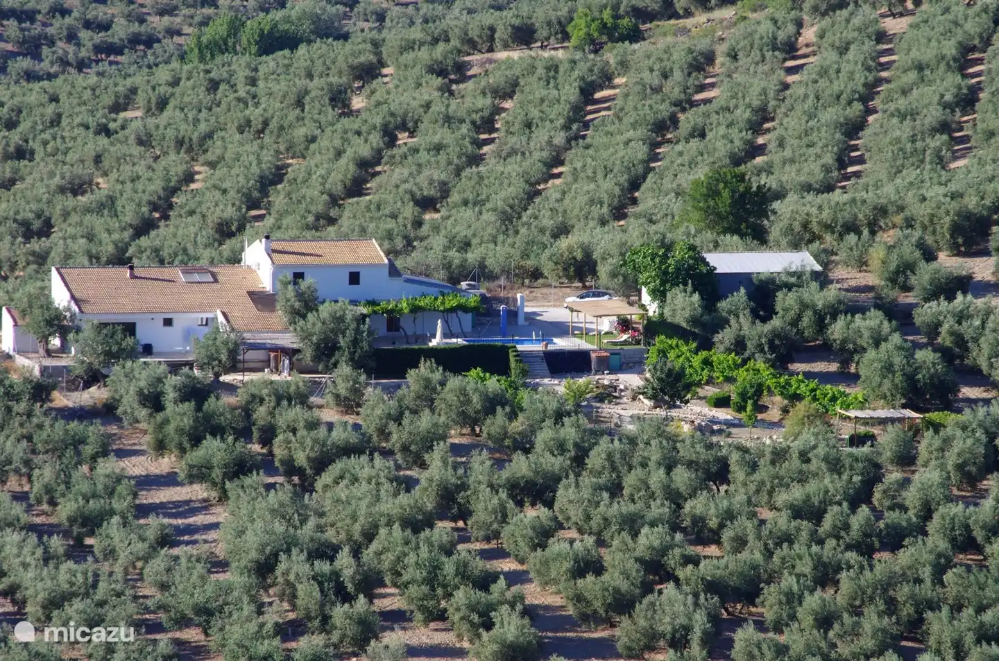 Zwischen den Olivenbäumen