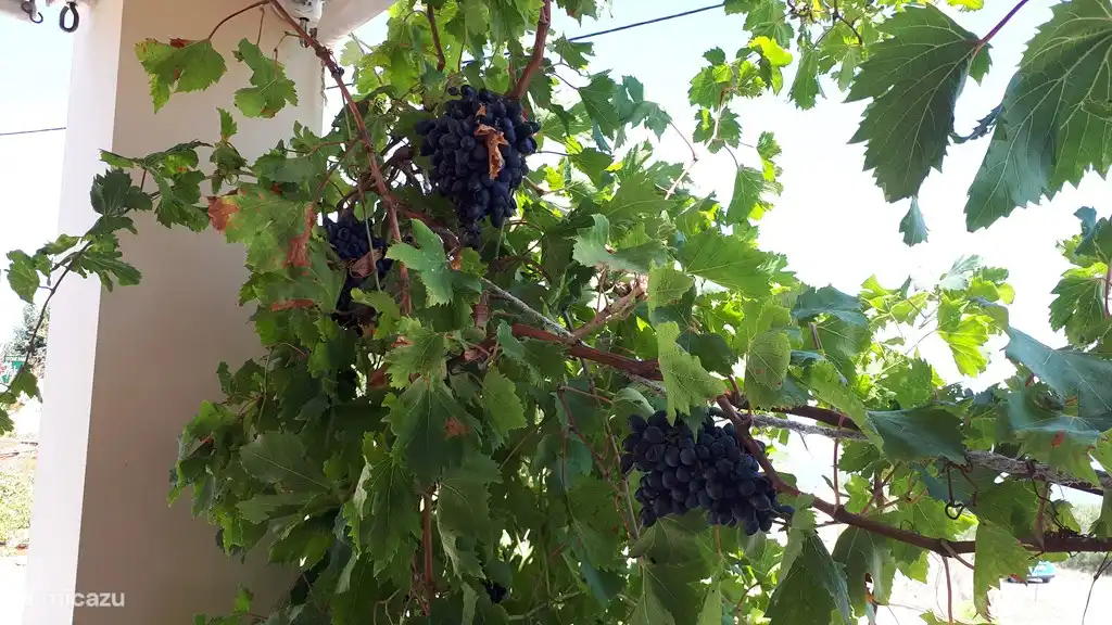 Onze druif doet het zo goed 