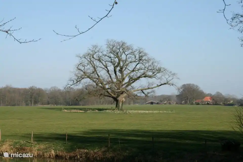 Die größte Eiche der Niederlande zu Hause Verwolde.