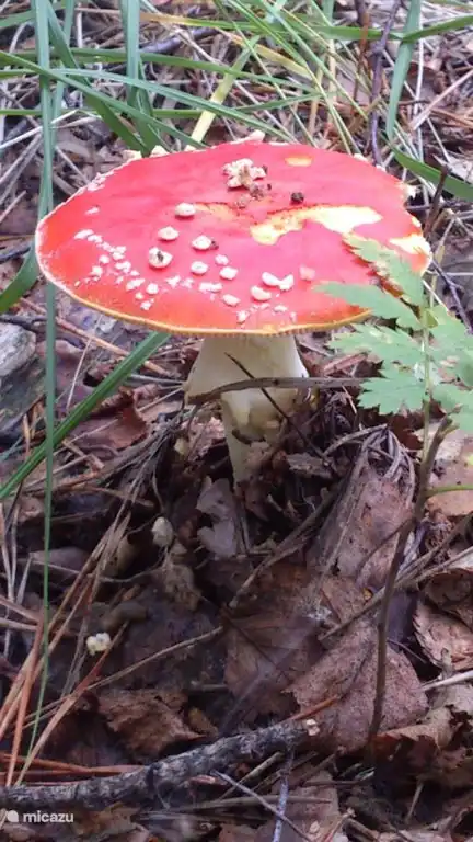 Die Polka punktierten Pilz im Hinterhof.