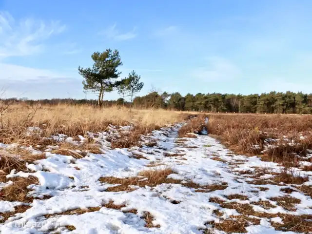 Calluna 151 en Países Bajos, Güeldres, Harfsen - casa vacacional El páramo en invierno