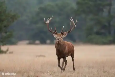 Wildlife near Ermelo. Nearby are deer, roe deer, boar, these are regularly sighted.