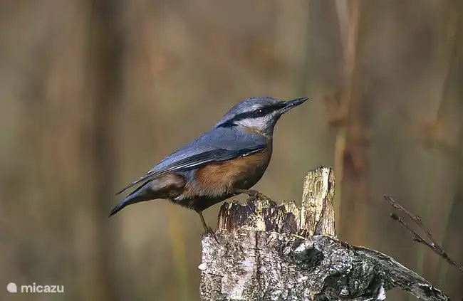 Many birds like the nuthatch.