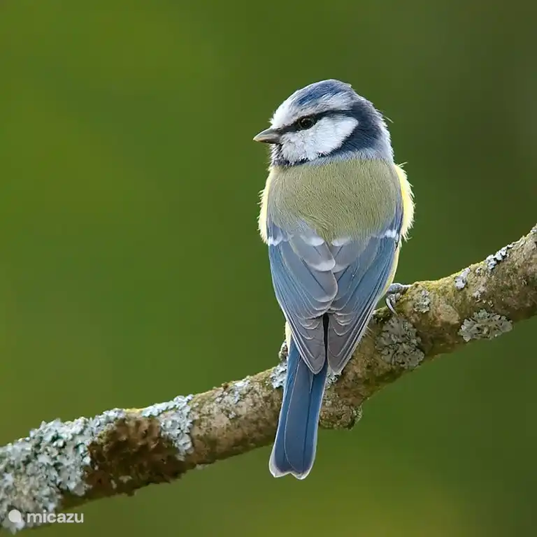 The Blue Tit.