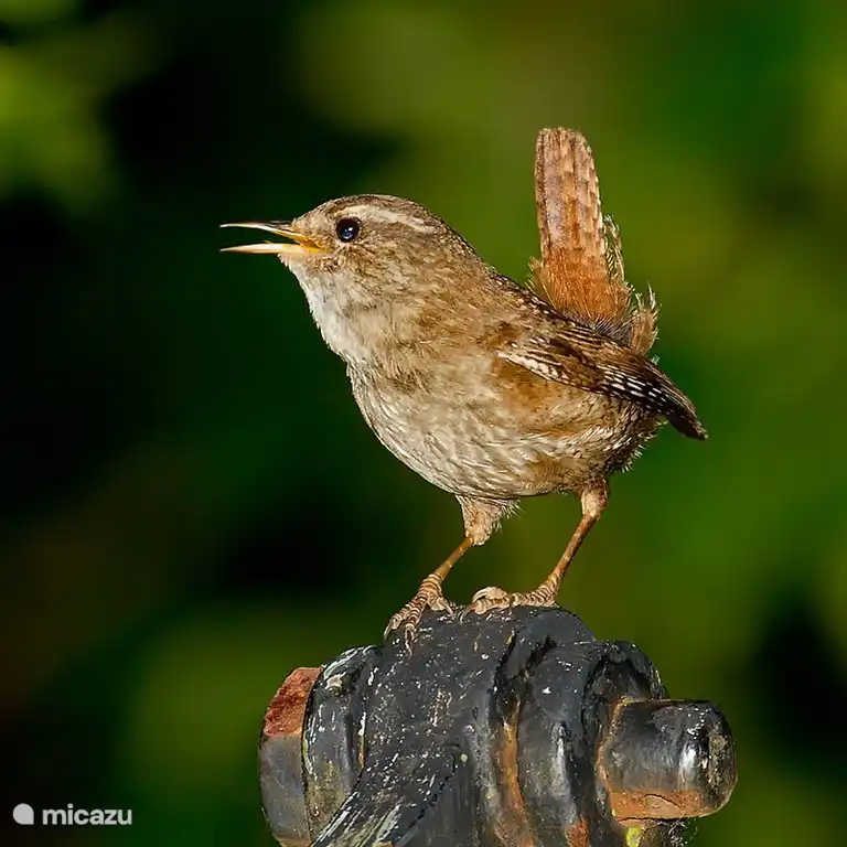 Wren.