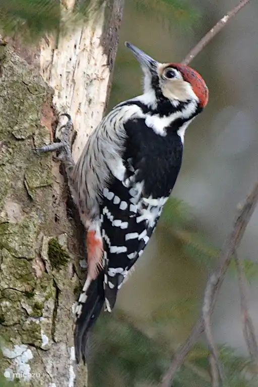 Great Spotted Woodpecker.