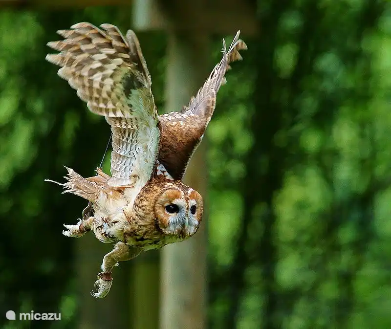 Tawny owl.