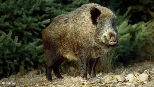 Wild boar.