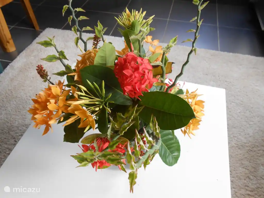 Surinamischen Feld Strauß aus dem Garten