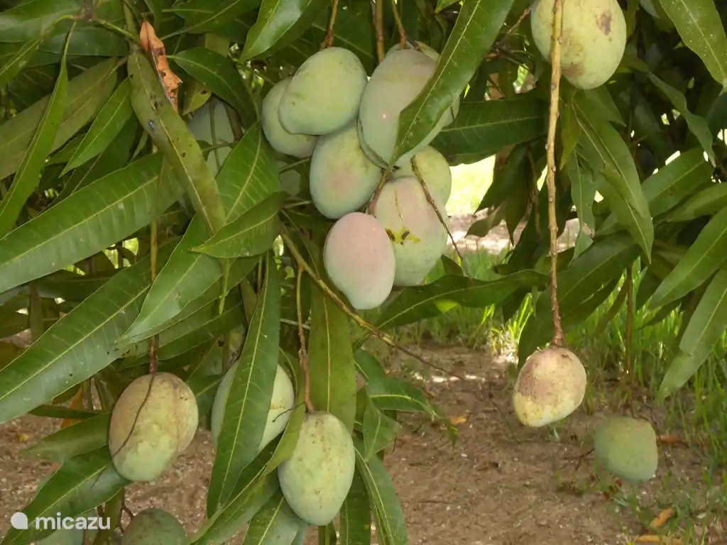 Frische Mango aus dem Obstgarten