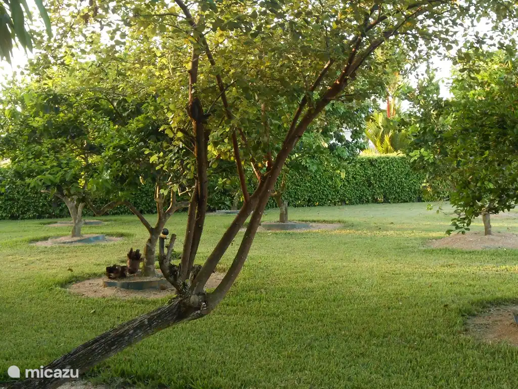 Obstgarten mit Mango, Kokos, Stern Äpfel, Mandarinen, pommerak, Tangelos, Kirschen, Papayas, etc.)