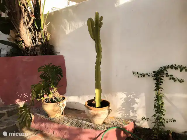 Location de Vacances Espagne, Andalousie, Frigiliana, villa - Petit paradis à Fuente Conejo