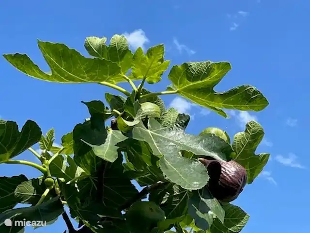 Casa Rosalía en España, Andalucía, Arenas - finca higos