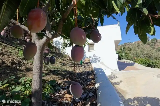 Einer der vielen Mangobäumen
