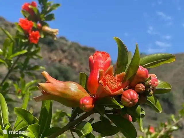 Casa Rosalía en España, Andalucía, Arenas - finca flor de granada