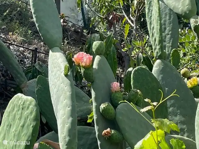 Casa Rosalía en España, Andalucía, Arenas - finca cactus gigante